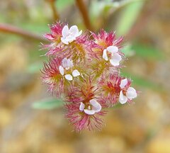 Trachymene cyanopetala