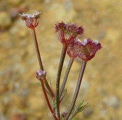 Trachymene cyanopetala