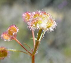Trachymene cyanopetala