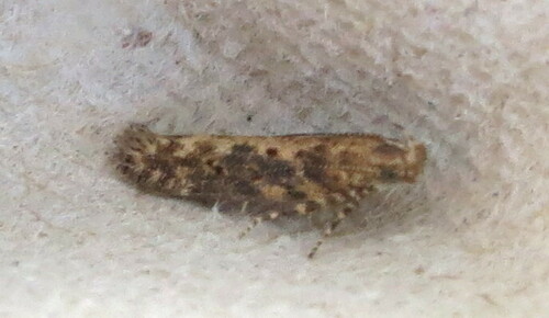 beet moth
