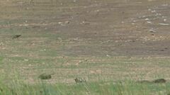 Calidris subruficollis