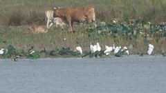 Dendrocygna autumnalis