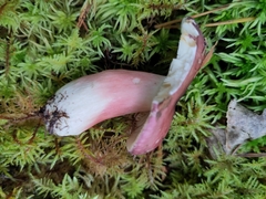 Russula fuscorubroides