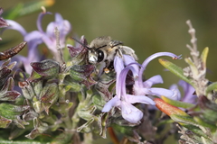 Anthophora pubescens