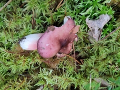 Russula fuscorubroides