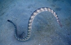 Hydrophis ornatus
