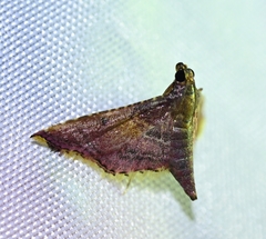 Endotricha minialis