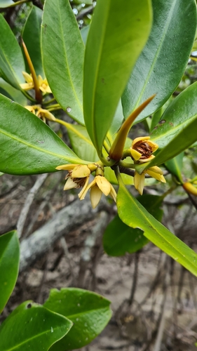 Rhizophora lamarckii observed 2022-08-13