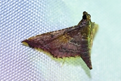Endotricha minialis