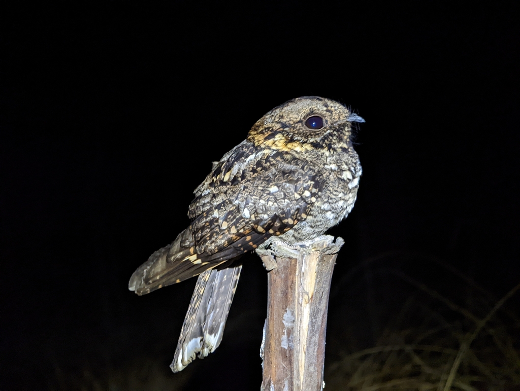 Montane Nightjar