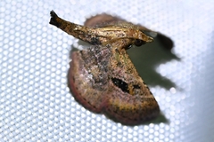 Endotricha theonalis