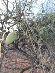 Leichhardtia australis