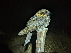Caprimulgus poliocephalus guttifer