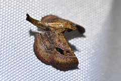 Endotricha theonalis