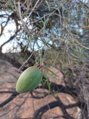 Leichhardtia australis
