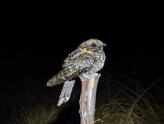 Caprimulgus poliocephalus guttifer