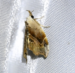 Euwilemania angulata