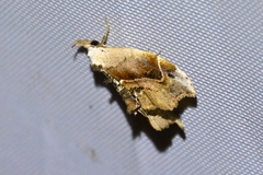 Euwilemania angulata