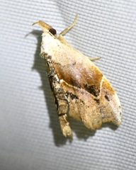 Euwilemania angulata