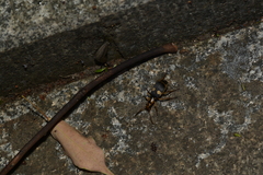 Pheropsophus jessoensis