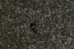 Pheropsophus jessoensis