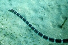 Hydrophis ornatus