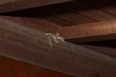 Gekko japonicus