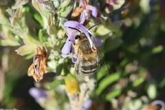 Anthophora pubescens