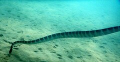 Hydrophis ornatus