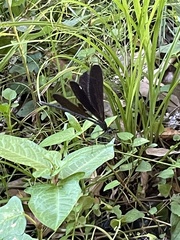 Atrocalopteryx atrata