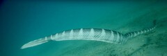 Hydrophis ornatus