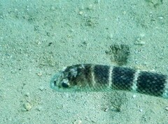 Hydrophis ornatus