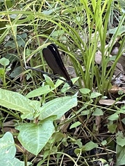 Atrocalopteryx atrata