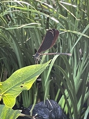 Atrocalopteryx atrata