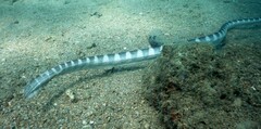 Hydrophis ornatus