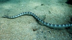 Hydrophis ornatus