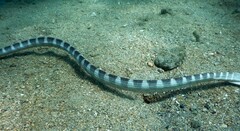 Hydrophis ornatus