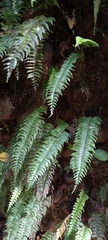 Hymenasplenium pubirhizoma