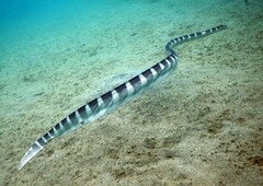 Hydrophis ornatus