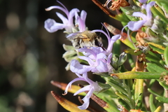 Anthophora pubescens