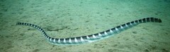 Hydrophis ornatus