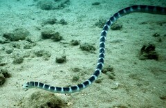 Hydrophis ornatus