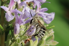 Anthophora pubescens
