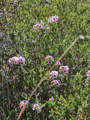 Verticordia oculata