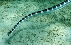Hydrophis ornatus