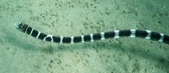 Hydrophis ornatus