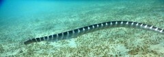 Hydrophis ornatus