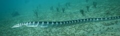 Hydrophis ornatus