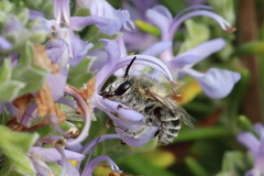 Anthophora pubescens