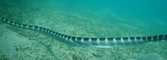 Hydrophis ornatus